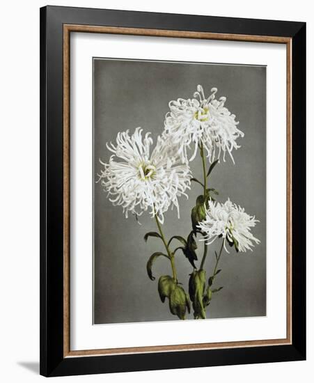 Chrysanthemum, 19th Century-Ogawa Kazuma-Framed Giclee Print