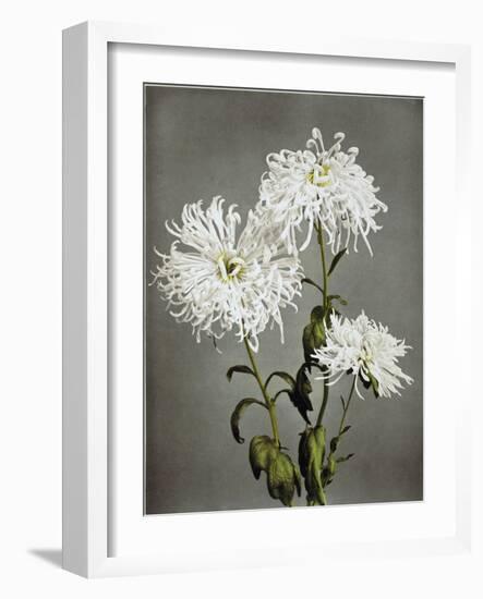 Chrysanthemum, 19th Century-Ogawa Kazuma-Framed Giclee Print