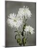 Chrysanthemum, 19th Century-Ogawa Kazuma-Mounted Giclee Print