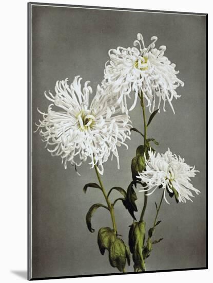 Chrysanthemum, 19th Century-Ogawa Kazuma-Mounted Giclee Print