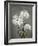 Chrysanthemum, 19th Century-Ogawa Kazuma-Framed Giclee Print