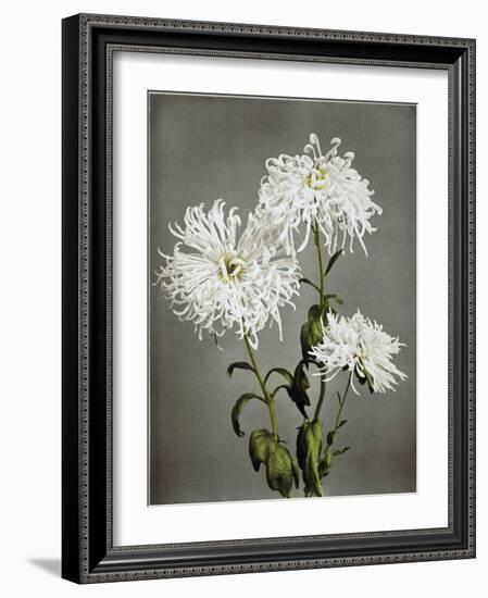 Chrysanthemum, 19th Century-Ogawa Kazuma-Framed Giclee Print