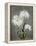 Chrysanthemum, 19th Century-Ogawa Kazuma-Framed Premier Image Canvas
