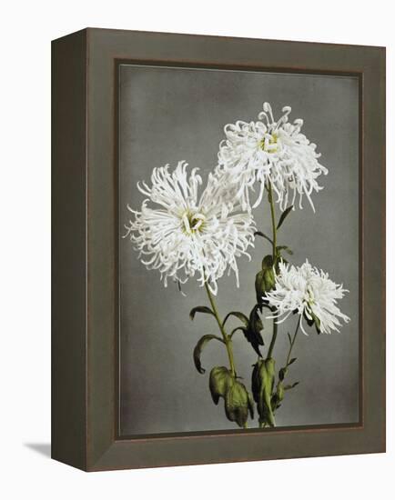 Chrysanthemum, 19th Century-Ogawa Kazuma-Framed Premier Image Canvas