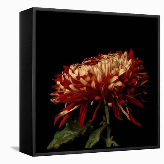 Chrysanthemum 2-Magda Indigo-Framed Premier Image Canvas