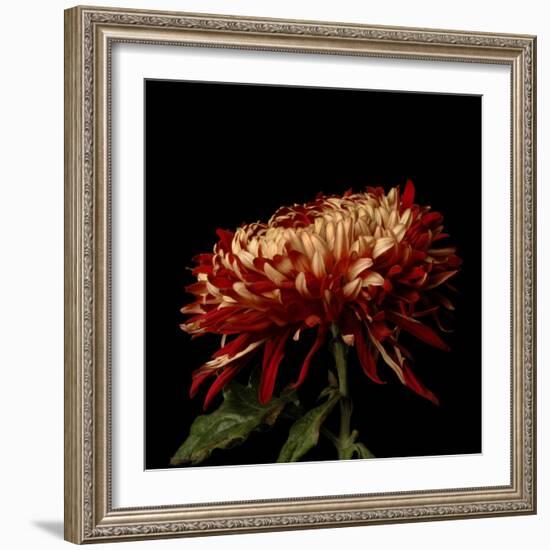 Chrysanthemum 2-Magda Indigo-Framed Photographic Print