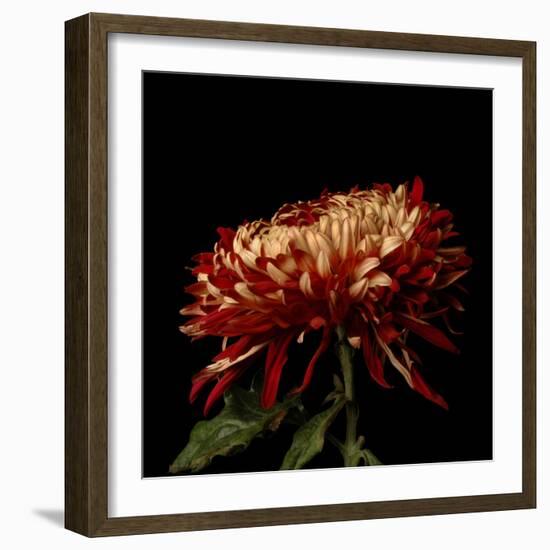 Chrysanthemum 2-Magda Indigo-Framed Photographic Print