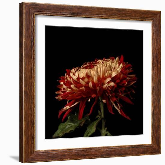 Chrysanthemum 2-Magda Indigo-Framed Photographic Print