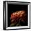 Chrysanthemum 2-Magda Indigo-Framed Photographic Print