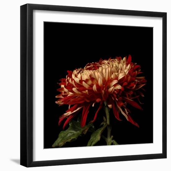 Chrysanthemum 2-Magda Indigo-Framed Photographic Print