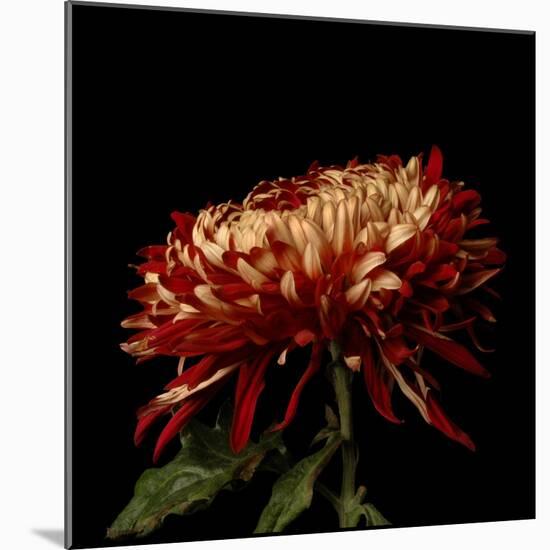 Chrysanthemum 2-Magda Indigo-Mounted Photographic Print