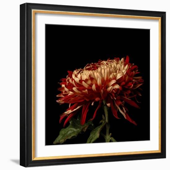 Chrysanthemum 2-Magda Indigo-Framed Photographic Print