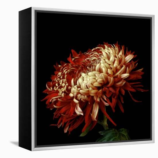 Chrysanthemum 3-Magda Indigo-Framed Premier Image Canvas