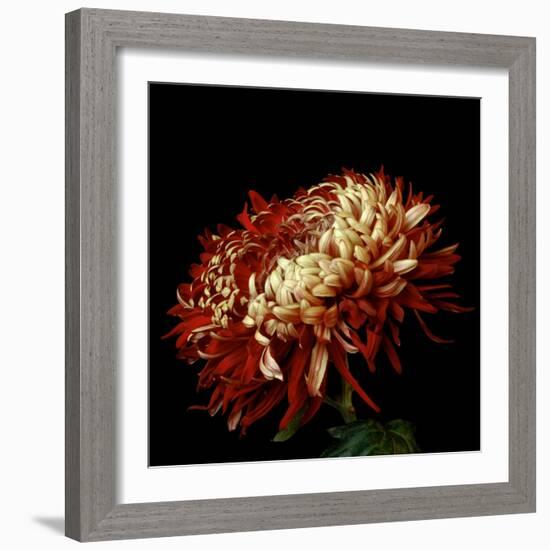 Chrysanthemum 3-Magda Indigo-Framed Photographic Print