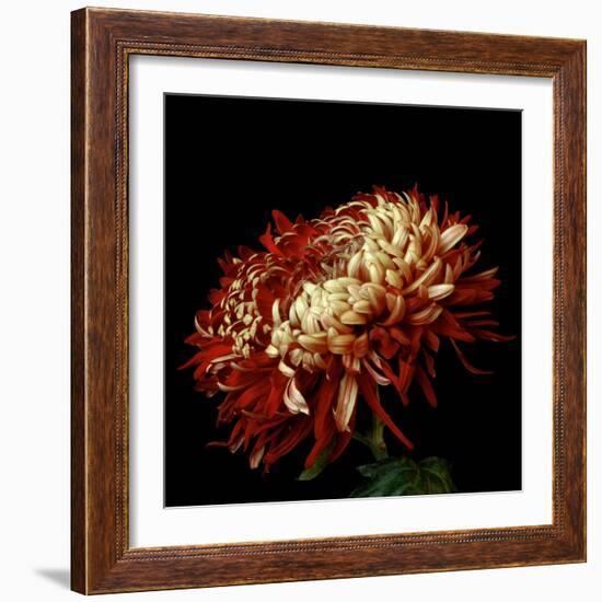 Chrysanthemum 3-Magda Indigo-Framed Photographic Print