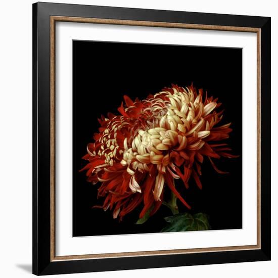 Chrysanthemum 3-Magda Indigo-Framed Photographic Print