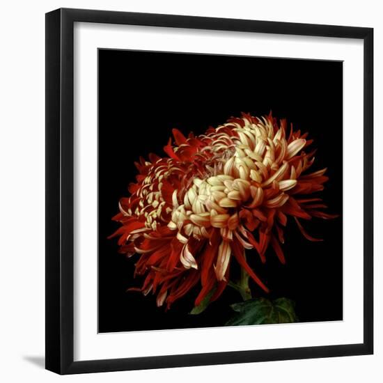 Chrysanthemum 3-Magda Indigo-Framed Photographic Print