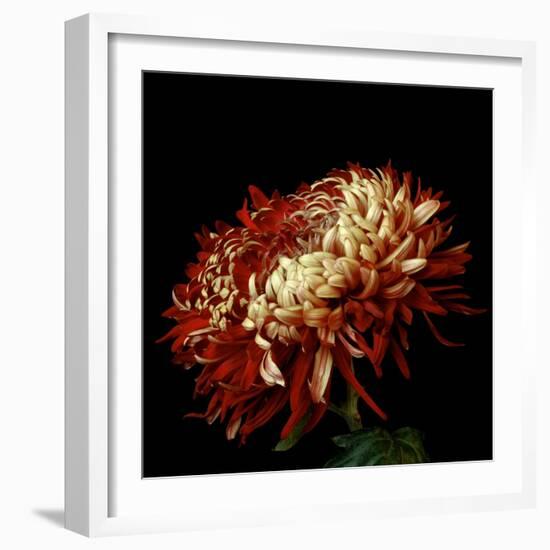 Chrysanthemum 3-Magda Indigo-Framed Photographic Print