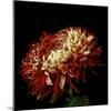 Chrysanthemum 3-Magda Indigo-Mounted Photographic Print