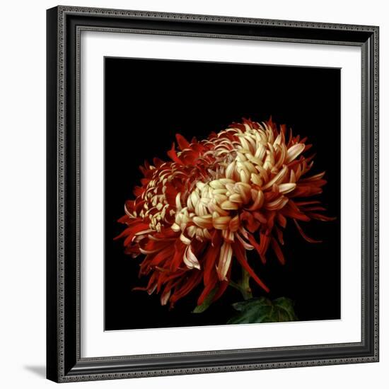 Chrysanthemum 3-Magda Indigo-Framed Photographic Print