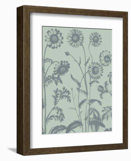 Chrysanthemum 8-Botanical Series-Framed Art Print