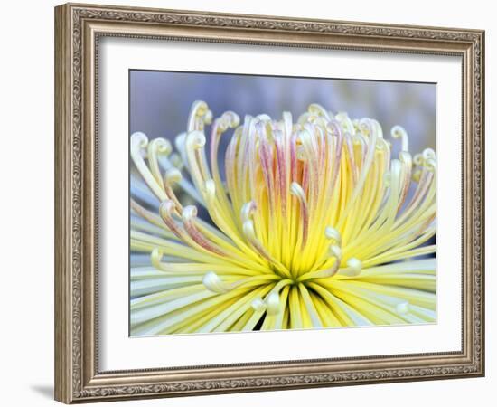 Chrysanthemum, Asakusa, Tokyo, Japan-Rob Tilley-Framed Photographic Print