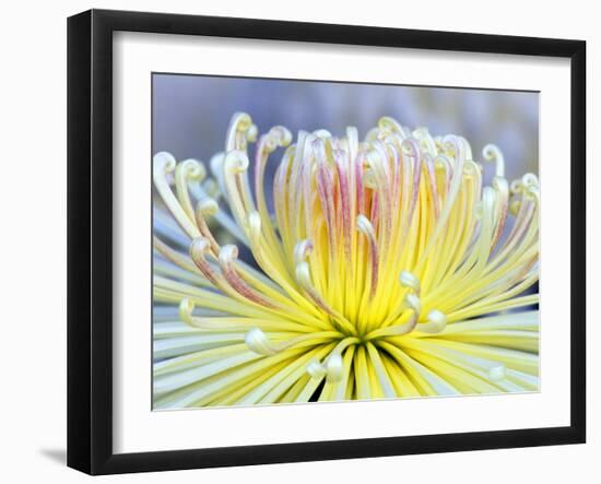 Chrysanthemum, Asakusa, Tokyo, Japan-Rob Tilley-Framed Photographic Print