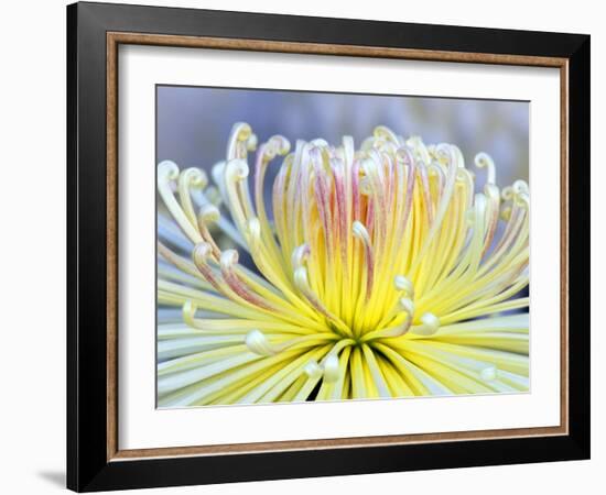 Chrysanthemum, Asakusa, Tokyo, Japan-Rob Tilley-Framed Photographic Print