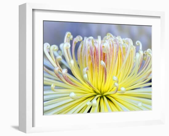 Chrysanthemum, Asakusa, Tokyo, Japan-Rob Tilley-Framed Photographic Print