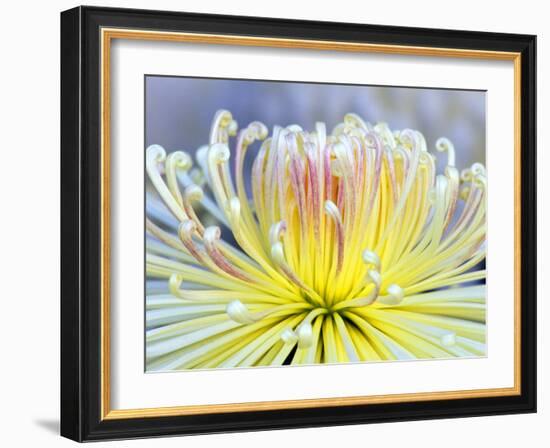 Chrysanthemum, Asakusa, Tokyo, Japan-Rob Tilley-Framed Photographic Print