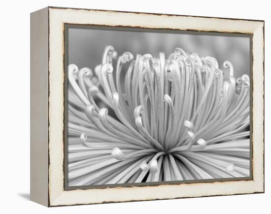 Chrysanthemum, Asakusa, Tokyo, Japan-Rob Tilley-Framed Premier Image Canvas