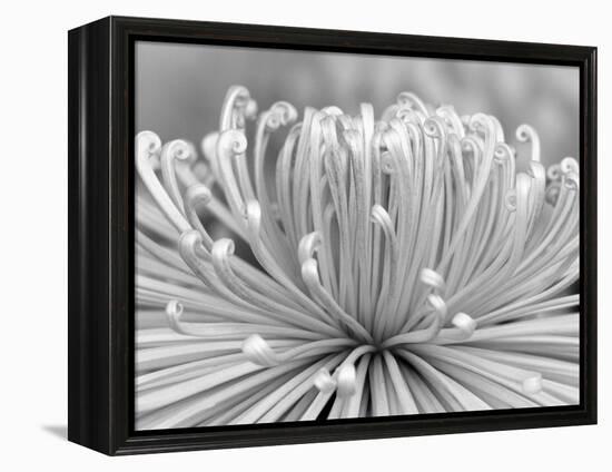 Chrysanthemum, Asakusa, Tokyo, Japan-Rob Tilley-Framed Premier Image Canvas