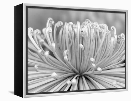 Chrysanthemum, Asakusa, Tokyo, Japan-Rob Tilley-Framed Premier Image Canvas