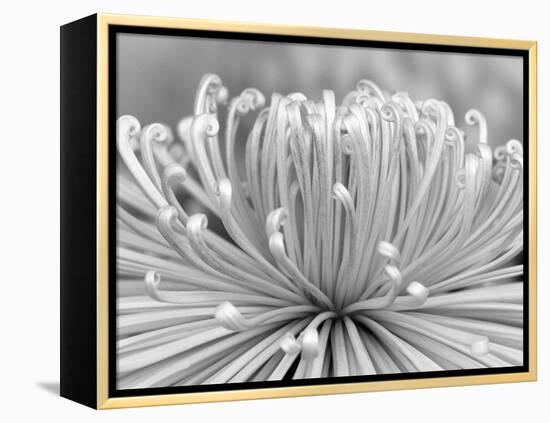 Chrysanthemum, Asakusa, Tokyo, Japan-Rob Tilley-Framed Premier Image Canvas