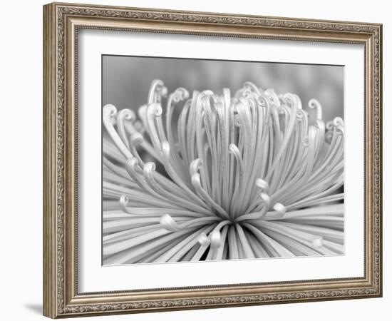 Chrysanthemum, Asakusa, Tokyo, Japan-Rob Tilley-Framed Photographic Print