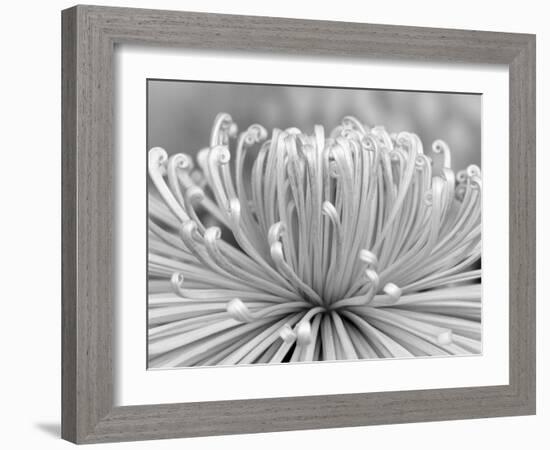 Chrysanthemum, Asakusa, Tokyo, Japan-Rob Tilley-Framed Photographic Print