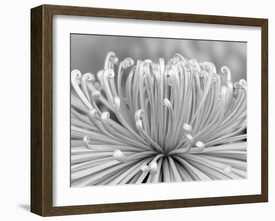 Chrysanthemum, Asakusa, Tokyo, Japan-Rob Tilley-Framed Photographic Print