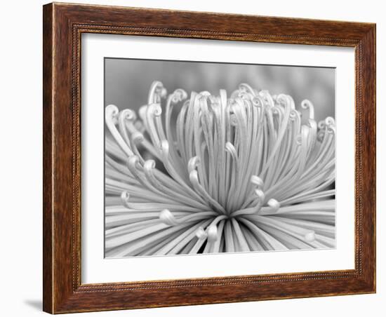 Chrysanthemum, Asakusa, Tokyo, Japan-Rob Tilley-Framed Photographic Print