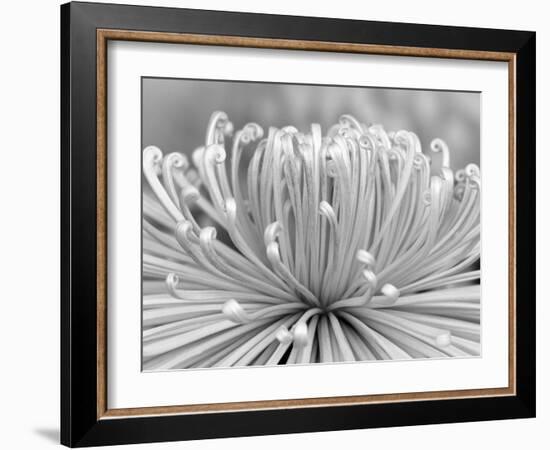 Chrysanthemum, Asakusa, Tokyo, Japan-Rob Tilley-Framed Photographic Print