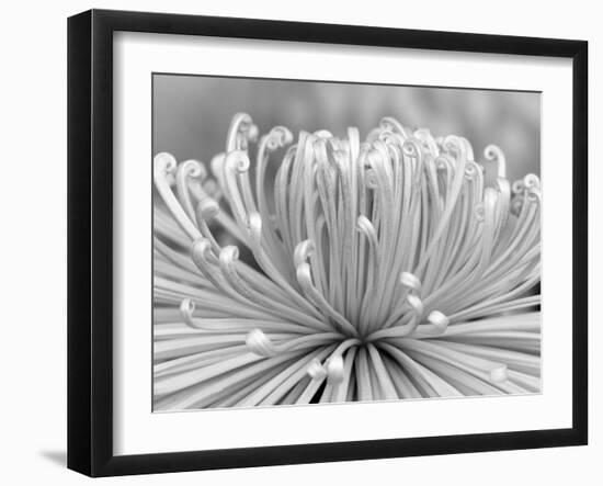 Chrysanthemum, Asakusa, Tokyo, Japan-Rob Tilley-Framed Photographic Print