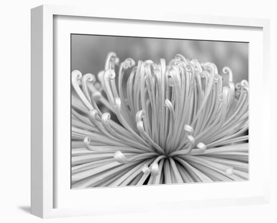 Chrysanthemum, Asakusa, Tokyo, Japan-Rob Tilley-Framed Photographic Print