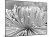 Chrysanthemum, Asakusa, Tokyo, Japan-Rob Tilley-Mounted Photographic Print