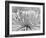 Chrysanthemum, Asakusa, Tokyo, Japan-Rob Tilley-Framed Photographic Print