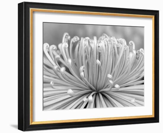 Chrysanthemum, Asakusa, Tokyo, Japan-Rob Tilley-Framed Photographic Print