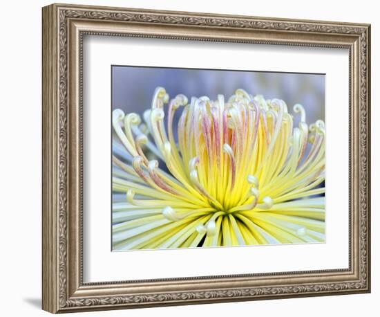 Chrysanthemum, Asakusa, Tokyo, Japan-Rob Tilley-Framed Photographic Print