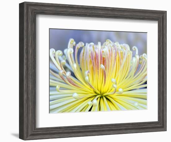 Chrysanthemum, Asakusa, Tokyo, Japan-Rob Tilley-Framed Photographic Print