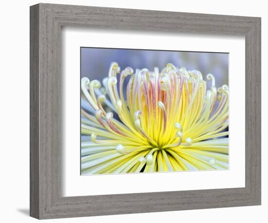 Chrysanthemum, Asakusa, Tokyo, Japan-Rob Tilley-Framed Photographic Print