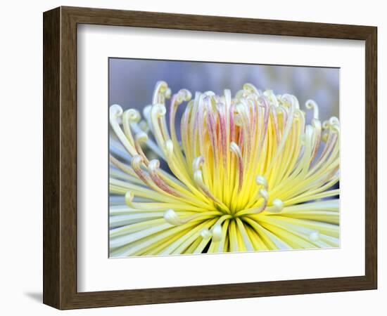 Chrysanthemum, Asakusa, Tokyo, Japan-Rob Tilley-Framed Photographic Print