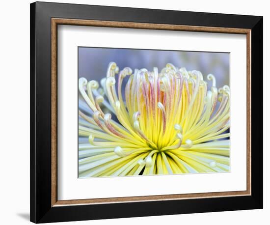 Chrysanthemum, Asakusa, Tokyo, Japan-Rob Tilley-Framed Photographic Print