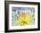 Chrysanthemum, Asakusa, Tokyo, Japan-Rob Tilley-Framed Photographic Print